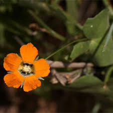 Image result for Momordica boivinii