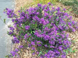 Image result for Hardenbergia