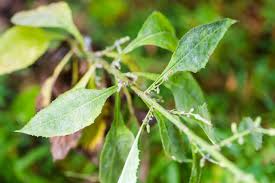Image result for Lactuca ugandensis