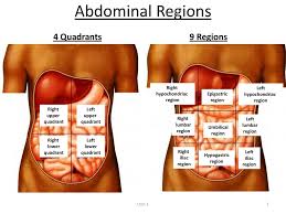 9 abdominal quadrants with with location of organs in each region #gain#practical#knowledge. Anatomy 9 Quadrants Of Abdomen Four Abdominal Quadrants And Nine Abdominal Regions Anatomy And Physiology The Abdomen Houses Important Organs In The Body Dirjen7aji