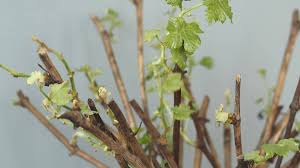 Image result for cuttings of geraniums