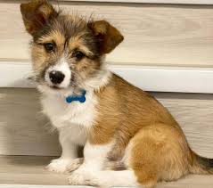 Since a mix can take on any combination of traits from one or both of their parent breeds, it's important to ask the breeder about the other parent breed in the mix. All The Things You Should Know About The Shih Tzu Mixes K9 Web