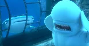 We did not find results for: Finding Dory Sends A Clear Message To Seaworld The Dodo