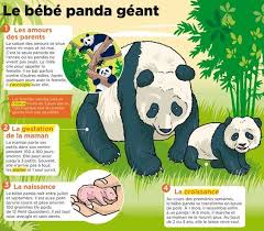 Epingle Par Ch S Sur Animal Animaux Nom Des Animaux Panda