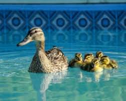 For migrating mallards, spring migration begins in march. What S The Best Way To Deter Ducks From Your Pool Just Covers