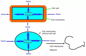 We did not find results for: What Does The Cell Wall Do Quora