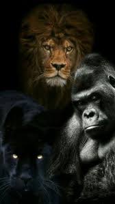 We did not find results for: Gorilla Lion Panther Animals Beautiful Animal Photography Animals