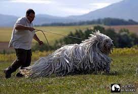 Another theory is that the. Ancient Hungary The Komondor The Komondor Is One Of The Facebook