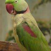Three Held For Selling Alexandrine Parrots In Pune | Pune News - The Indian  Express