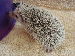 How Long Do Hedgehogs Live Hedgehog Lifespan Animal Facts Blog Hedgehog Hedgehog Habitat Animals