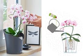 Tips And Tricks For Orchid Care Lechuza helps you bring your orchids to life! tips and tricks for orchid care