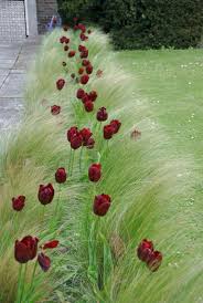 Landscape Gardening Examples Landscape Gardening Rugby Landscapegardeningdrawing Tuin Ideeen Tuin Tuin Bollen