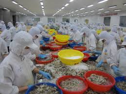 Shrimp Processing Factory