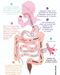 (cancer of the small intestine). La Stomie Digestive Cancer Du Colon