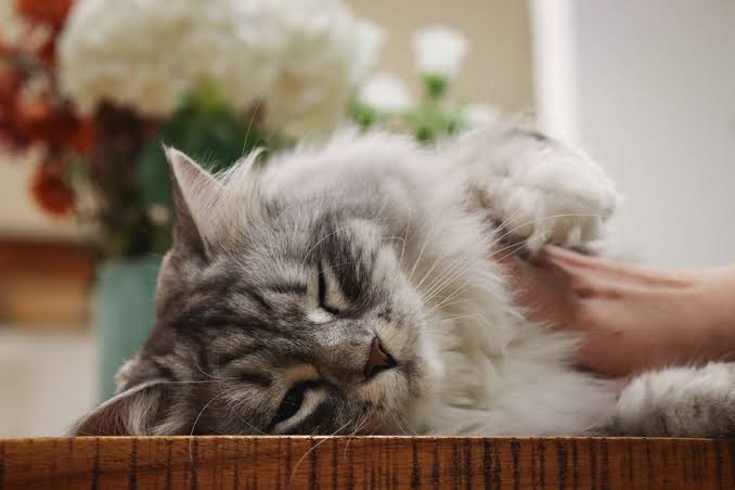 11 Signs Your Cat Is Nearing the End of Their Life - Cats.com