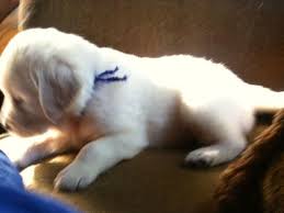 How to find puppies for sale near me. Home The Ark White English Cream Golden Retrievers
