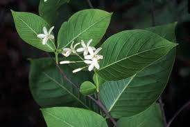 Image result for Holarrhena