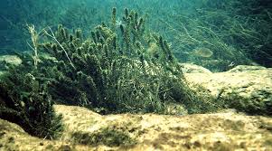 Image result for Hydrilla