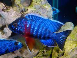 Maybe you would like to learn more about one of these? Aulonocara Hansbaenschi Red Shoulder Peacock Photo Blair Howell Photos At Pbase Com