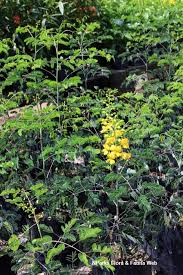 Image result for Erythrostemon