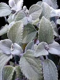 Image result for Plectranthus mandalensis