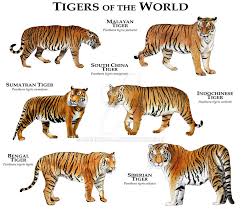 Tigers Of The World By Rogerdhall Tiger Species Animals