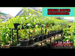 Kita semua tahu akan selalu ada rumput liar dan ini bisa menjadi ancaman bagi kebun sayur di belakang rumah anda. Kebun Sayur Di Pekarangan Rumah Youtube