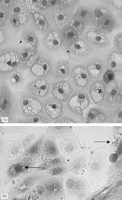 Are animal cells enclosed in a cell wall? Morphology Of The Epithelial Cells Under A Light Microscope Showing A Download Scientific Diagram