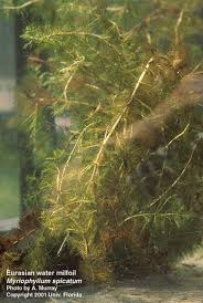 Image result for Myriophyllum spicatum
