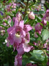 Image result for Angelonia