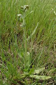 Image result for Sporobolus rigidifolius