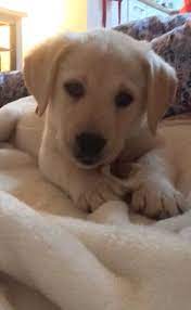 Goldador Puppy Lab Puppies I Love Dogs Puppies