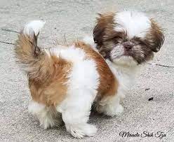 While it is always tempting to think something must be awry within the gastrointestinal tract (stomach and intestines) when vomiting occurs, one will frequently miss the diagnosis wearing such blinders. Is Puppy Vomiting Should You Worry