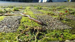 Nightcrawlers are beneficial earthworms that provide natural aeration of soil. How To Catch Nightcrawlers In Your Own Backyard Skyaboveus