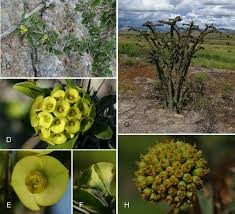 Image result for Euphorbia didiereoides