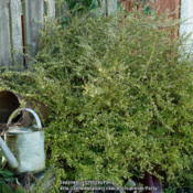 We did not find results for: Box Honeysuckle Lonicera Pileata Var Yunnanensis Lemon Beauty In The Honeysuckles Database Garden Org
