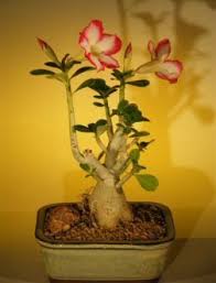 To identify the tree, start by studying the flower, since plant classification is based with multiple or single trunks, desert willow reaches 15 to 20 feet tall in usda zones 7 through 9. Amazon Com Bonsai Boy S Flowering Desert Rose Bonsai Tree Small Adenium Obesum Flowering Plants Grocery Gourmet Food