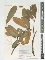 Image result for Englerophytum