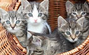 Namun, ada juga yang kaitannya dengan warna bulu kucing, seperti perbedaan antara memimpikan kucing hitam dan kucing putih. 99 Arti Mimpi Kucing Coklat Menurut Islam Dan Primbon Jawa Tafsir Mimpi Kucing
