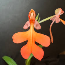 Image result for Habenaria kilimanjari