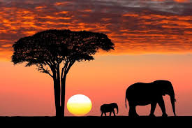 Are tanzania or kenyan safaris better for you? Kenya Vs Tanzania Which Safari To Choose For First Timers