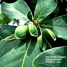 Image result for Combretaceae