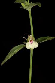 Image result for Justicia protracta