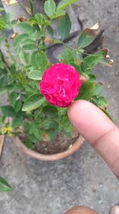 The result is a red hybrid kordesii rose that produces large blooms that have a somewhat mild fragrance. Love This John Cabot Rose Gardening