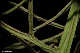 Image result for Ceratopteris thalictroides