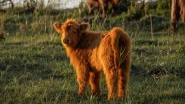 Miniature Highland Festival