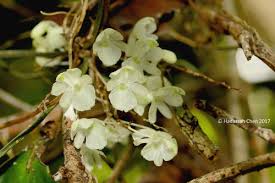 Image result for Microcoelia megalorrhiza