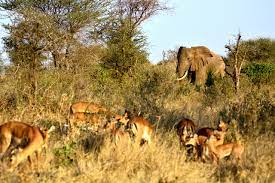 Tanzania Classic Safari – Pack & Go Tours & Travel