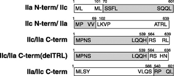 International islamic college (iic) is a private higher education institution in malaysia, wholly owned by international islamic university malaysia. An Apical Expression Signal Of The Renal Type Iic Na Dependent Phosphate Cotransporter In Renal Epithelial Cells American Journal Of Physiology Renal Physiology