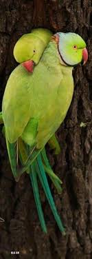 Indian Ringneck Love Birds Pet Birds Pretty Birds Beautiful Birds